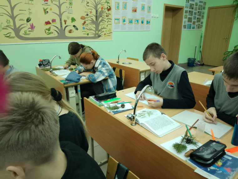 Изучения особенностей строения Голосеменных растений..
